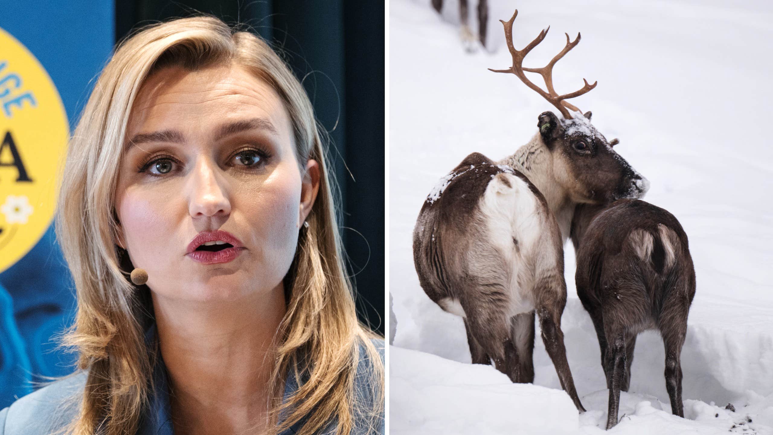 Busch: Rätten till renskötsel inte rimlig