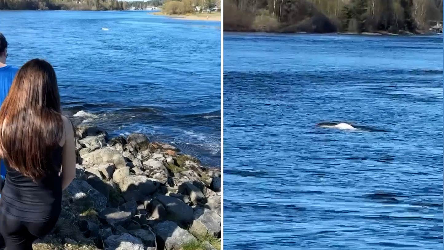 Ovanliga synen utanför Oslo: Vilsen vitval