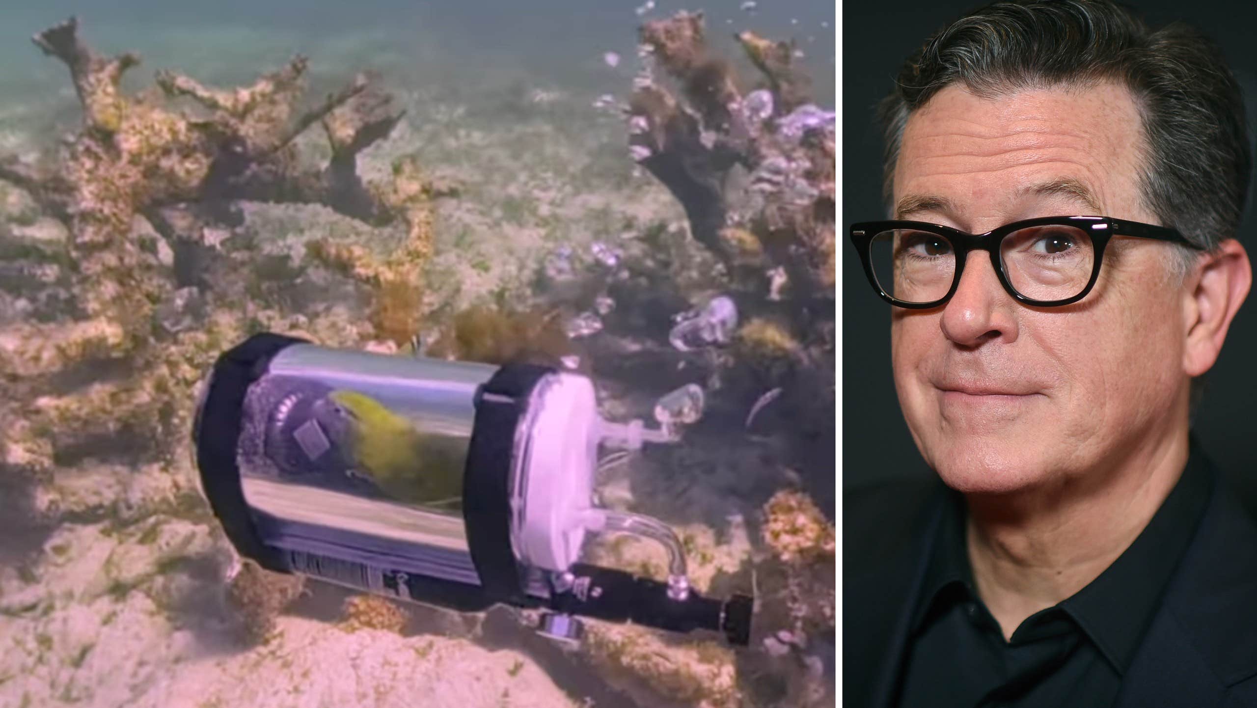 Här utforskar papegojan Bahamas – i en egen miniubåt