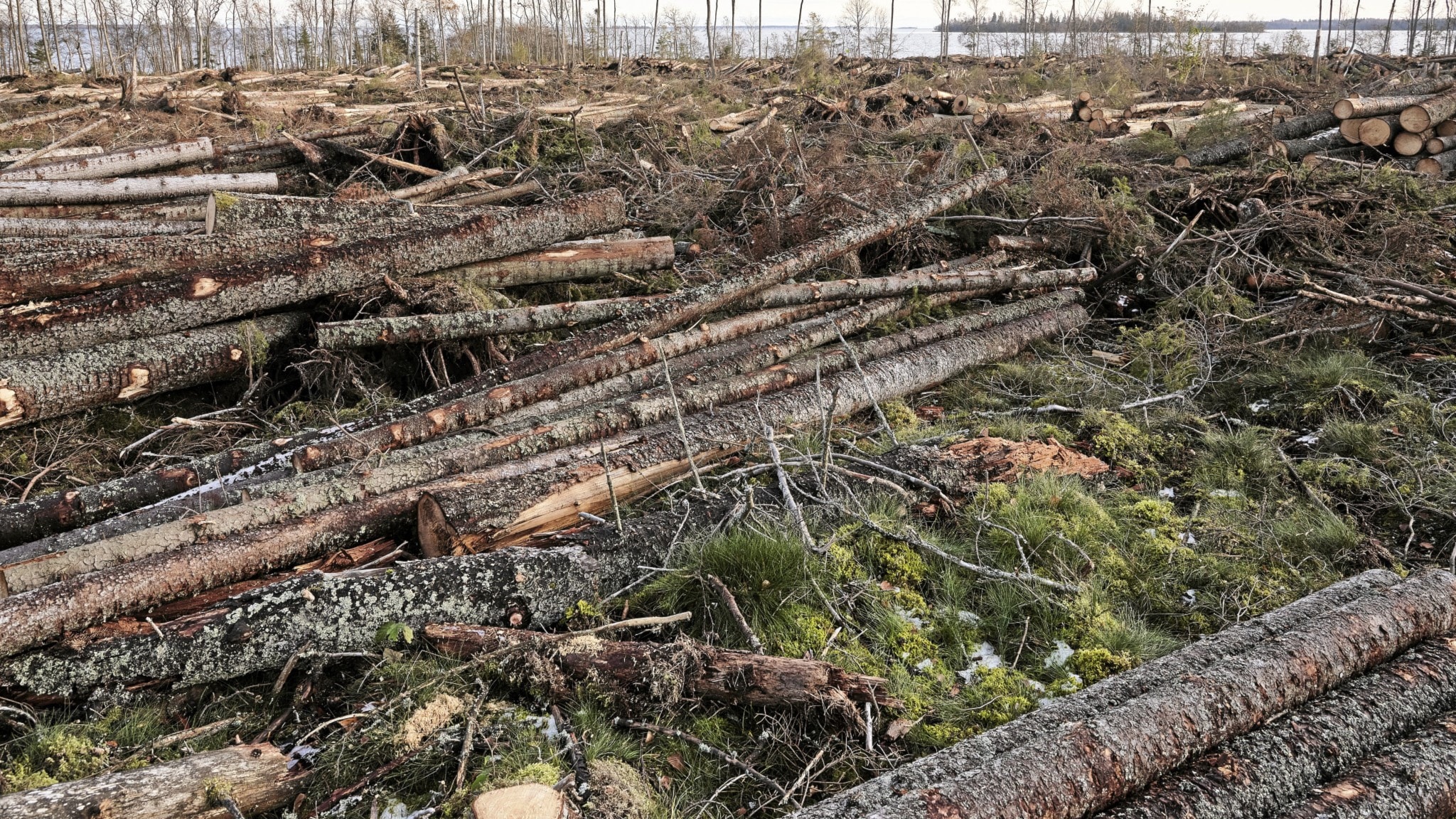 LRF om skogsavverkningen