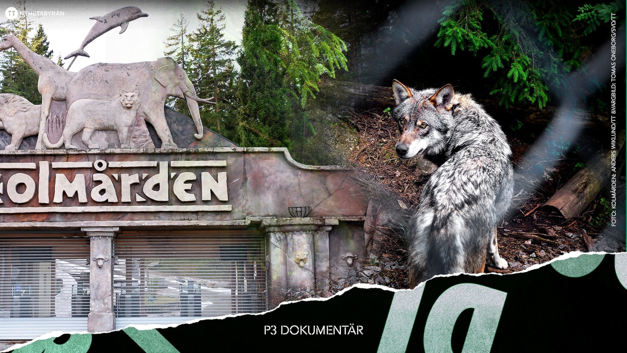 Vargolyckan på Kolmården | P3 Dokumentär