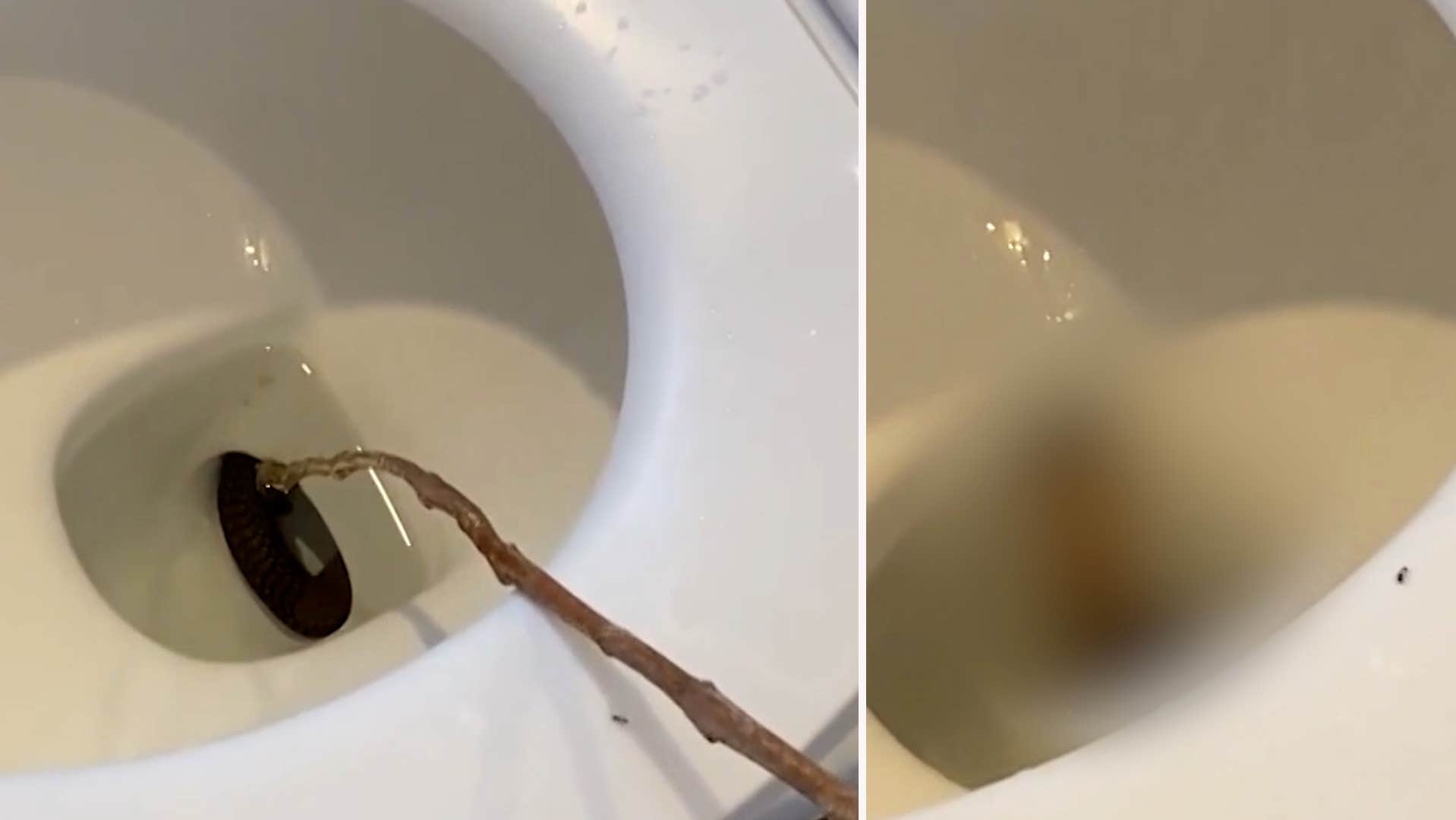 Brutala upptäckten i toaletten