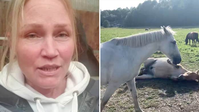 Här kan du speeddejta med häst
